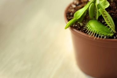 Bir tencerede Dionaea muscipula 