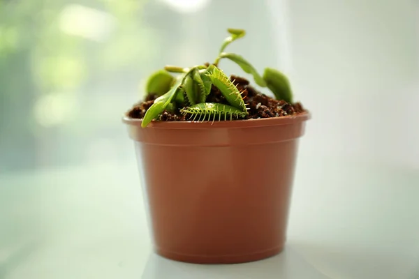 Dionaea muscipula w garnku — Zdjęcie stockowe