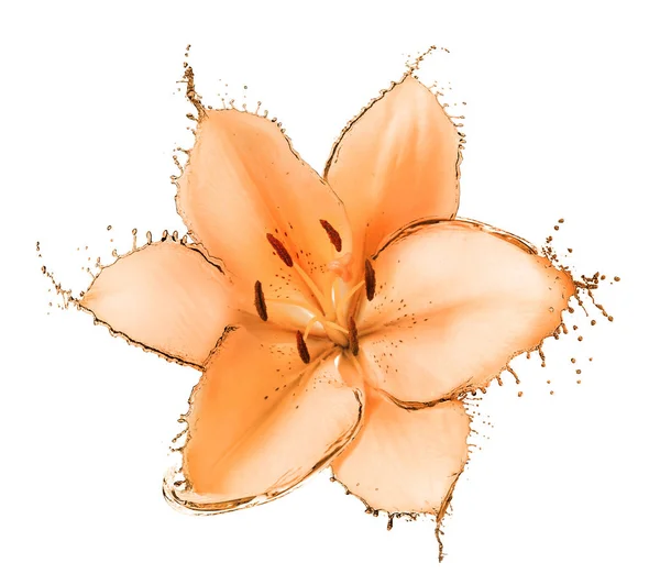 Bela flor com pétalas — Fotografia de Stock
