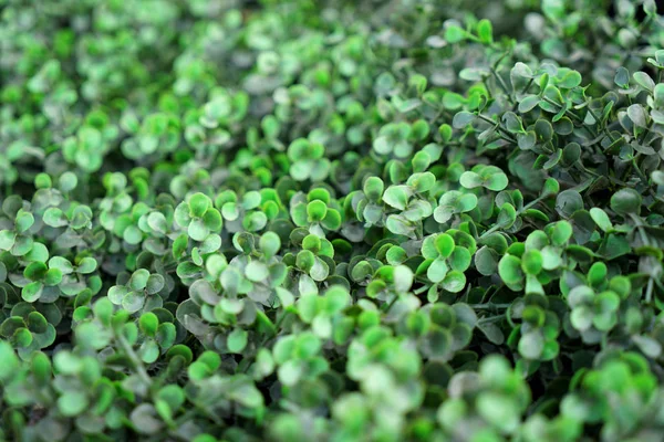 Arbusto verde, close up — Fotografia de Stock