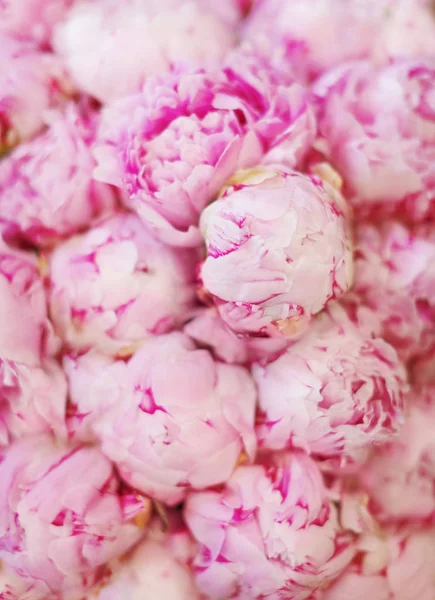 Belles pivoines roses — Photo