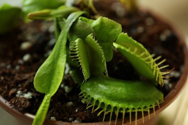 Bir tencerede Dionaea muscipula 