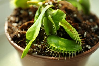 Bir tencerede Dionaea muscipula 