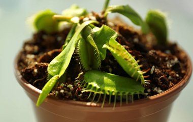 Bir tencerede Dionaea muscipula 