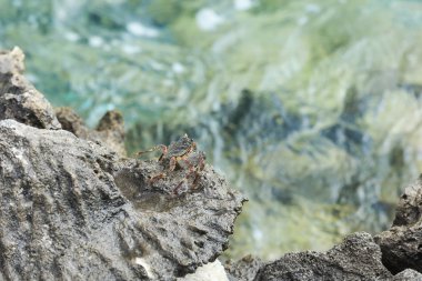 Küçük Yengeç kaya