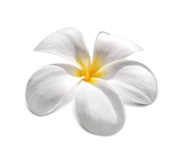 Parlak tropikal çiçek 