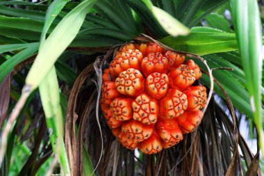 Tropical pandanus plant clipart