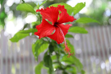 Parlak tropikal çiçek 