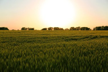 Güzel buğday tarlası 