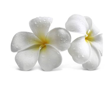 egzotik tropik çiçekler