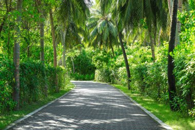 Güzel tropik bitkiler 