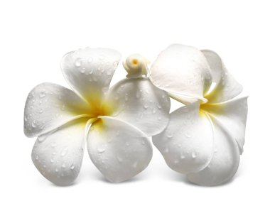 egzotik tropik çiçekler