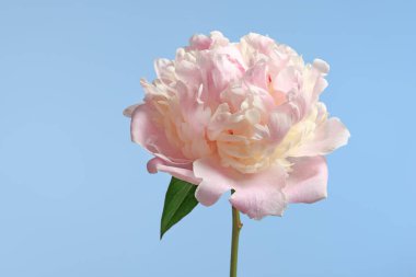 güzel Şakayık çiçeği 