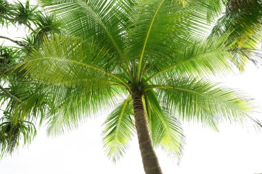 Yeşil tropikal avuç içi 