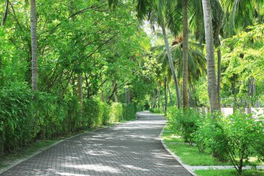 Güzel tropik bitkiler 