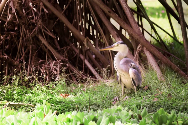 Çimenlikte egzotik kuş — Stok fotoğraf