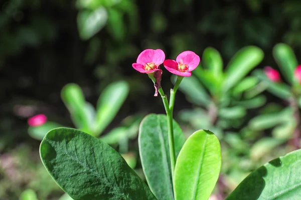 Fleurs tropicales exotiques — Photo