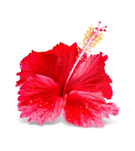 Bright tropical flower — Stock Photo, Image