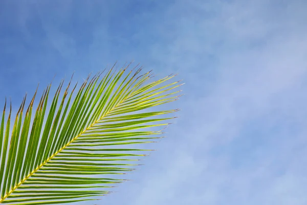 Лист кокосовой пальмы — стоковое фото