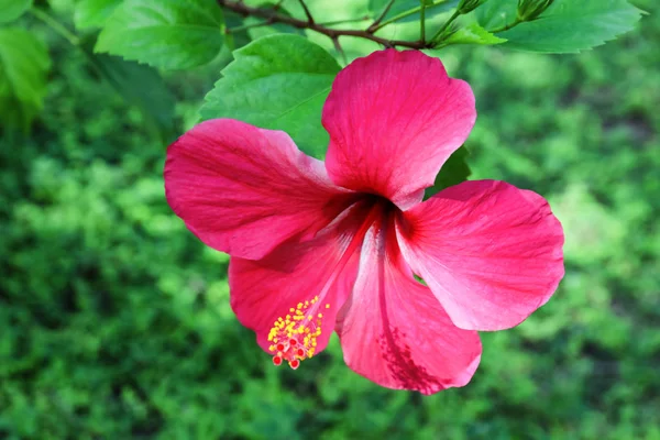 Bright tropical flower — Stock Photo, Image
