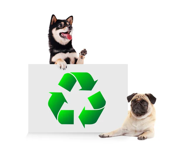 Dogs and poster with sign of recycling — Stock Photo, Image