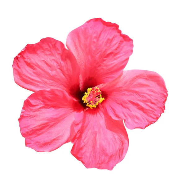 Parlak tropikal çiçek — Stok fotoğraf