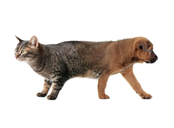 犬と猫 — ストック写真