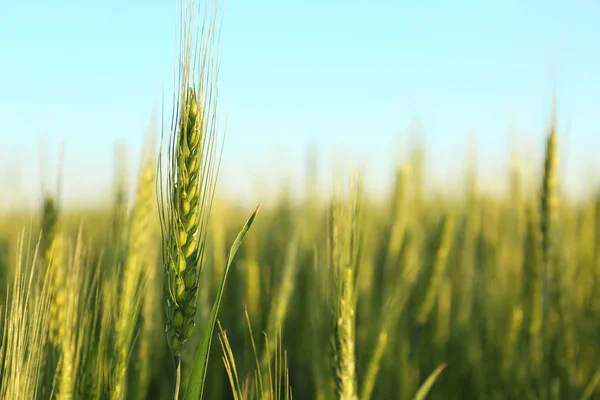 Hermoso campo de trigo — Foto de Stock