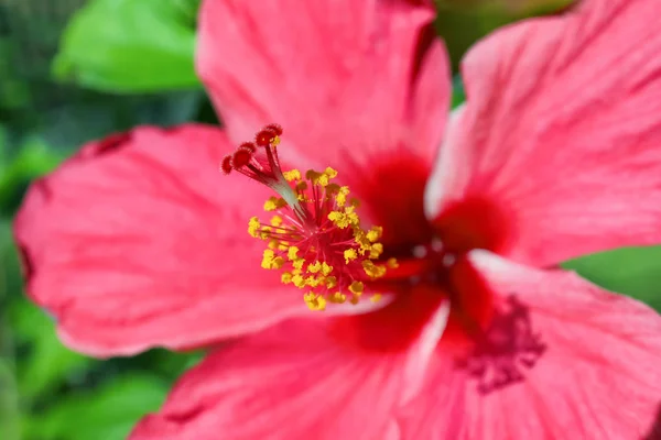 Flor tropical brilhante — Fotografia de Stock