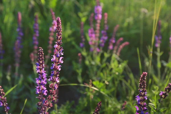 Campo con salvia floreciente — Foto de Stock