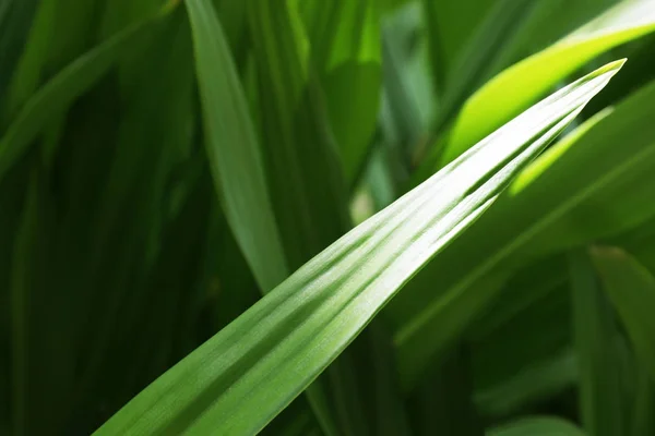 Zöld trópusi növény — Stock Fotó