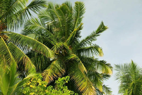 Зеленые тропические деревья — стоковое фото