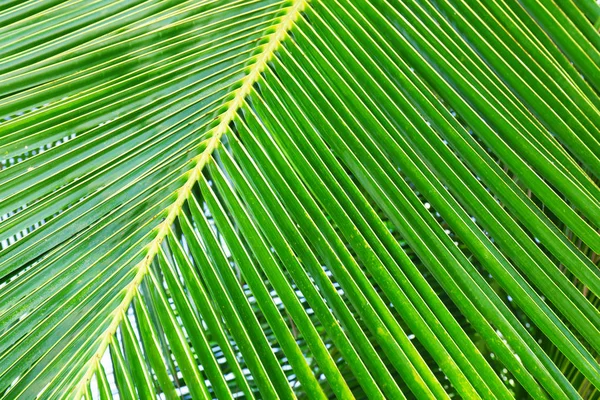 Foglia di palma da cocco — Foto Stock