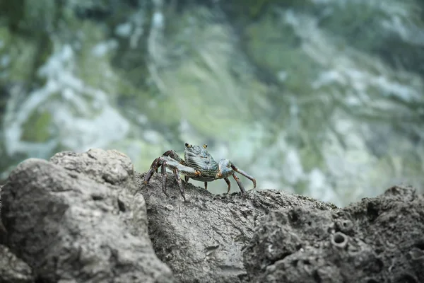 Malý krab na skále — Stock fotografie