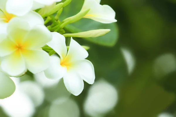 Bellissimi fiori di plumeria — Foto Stock