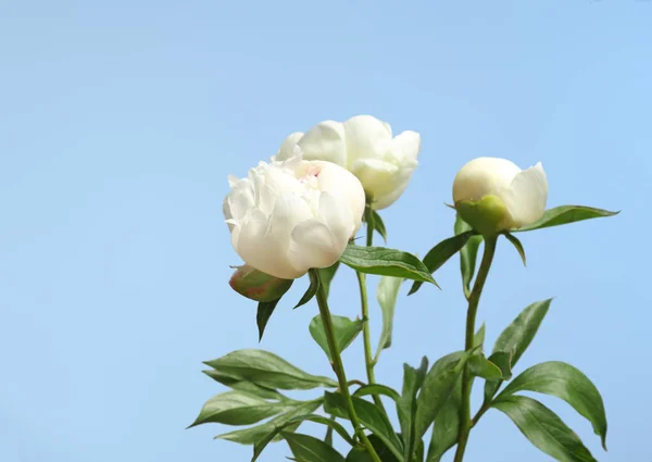 Mooie peony bloemen — Stockfoto