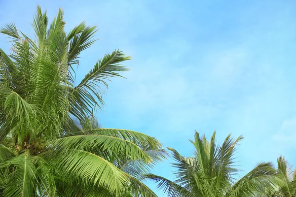 Grüne tropische Palmen — Stockfoto