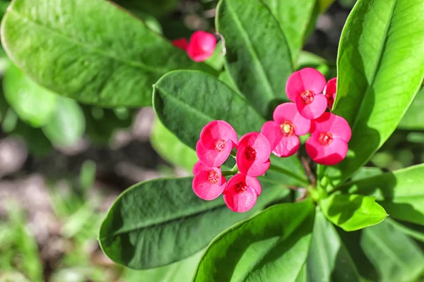 Fiori tropicali esotici — Foto Stock