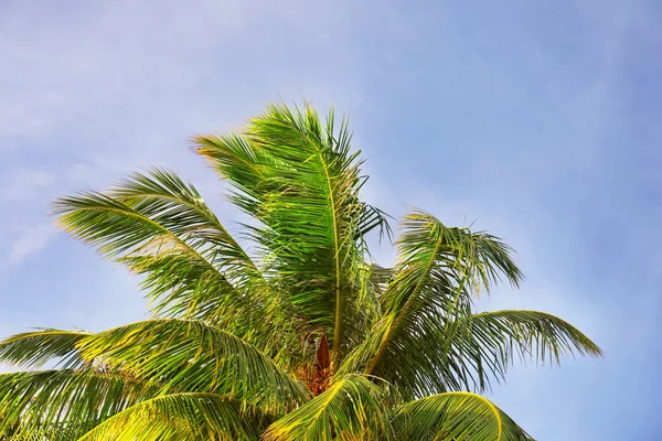 Hojas de palma de coco — Foto de Stock