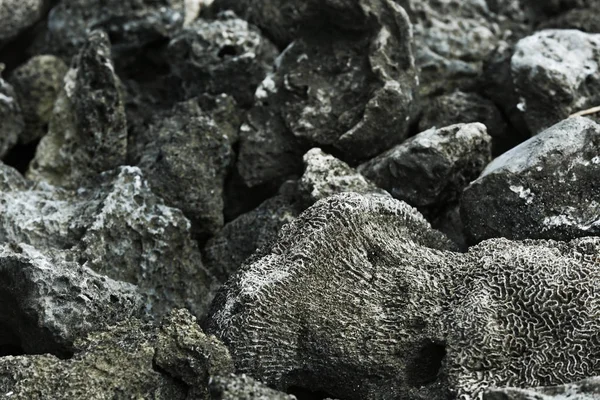 Kövek és elhalt korall — Stock Fotó