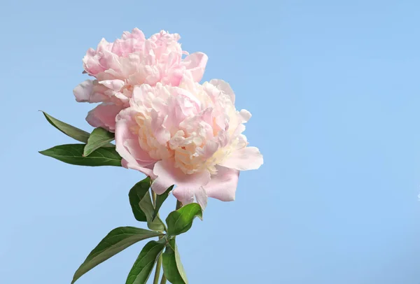 Mooie peony bloemen — Stockfoto