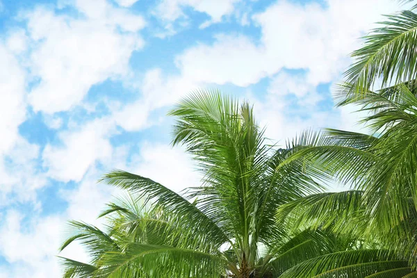 Green tropical palms — Stock Photo, Image