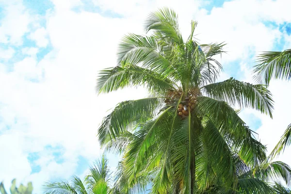 Palmeras tropicales verdes —  Fotos de Stock
