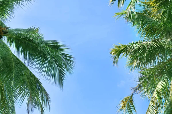 Palmas de coco tropicales — Foto de Stock