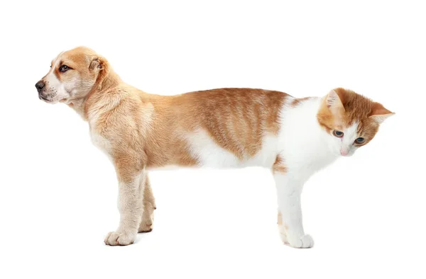 Кіт у поєднанні з собакою — стокове фото