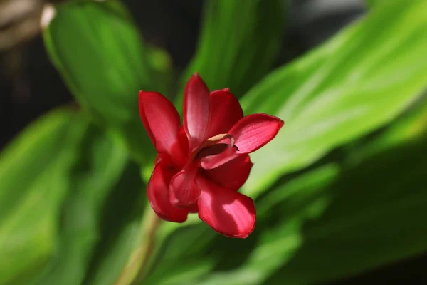 Яркий тропический цветок — стоковое фото