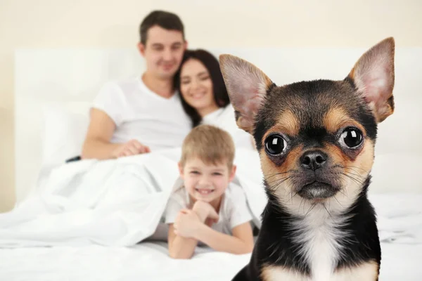 Pies i szczęśliwej rodziny na tle — Zdjęcie stockowe