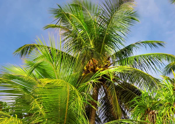 Tropical coconut palms — Stock Photo, Image