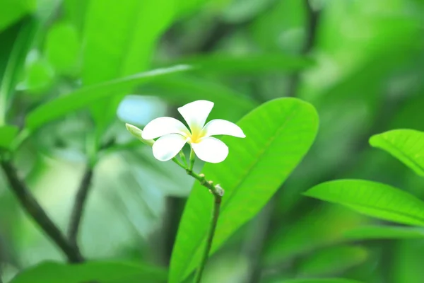 Beautiful plumeria flowers — Stock Photo, Image