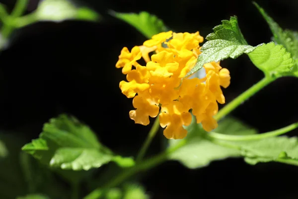 Exotische tropische bloemen — Stockfoto